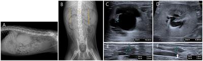 Case Report: Imaging Features and Successful Management of Ureteral Stenosis in a Kitten With Bilateral Atypical Papillary Transitional Mucosal Hyperplasia